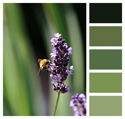 Pollination Purple Flowers Bee Image